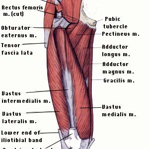 Hip Pain: muscle versus joint